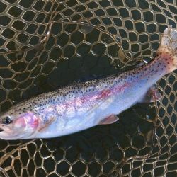 大安トラウトレイク釣果